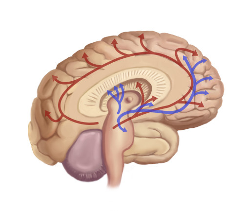 Brain Nerve Pathways, Illustration Poster Print by Spencer Sutton/Science Source - Item # VARSCIJB9163