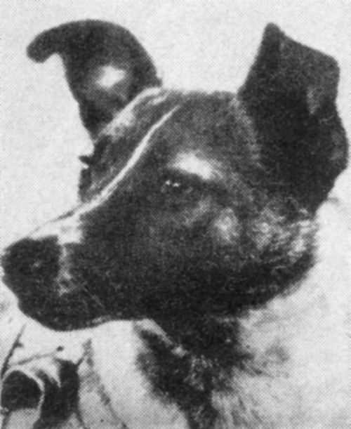 Laika, First Animal in Space, 1957 Poster Print by Science Source - Item # VARSCIBX1034