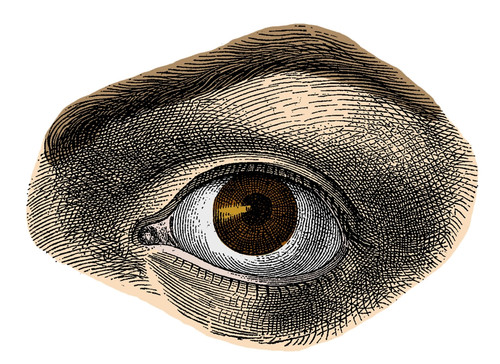 Brown Eye Poster Print by Science Source