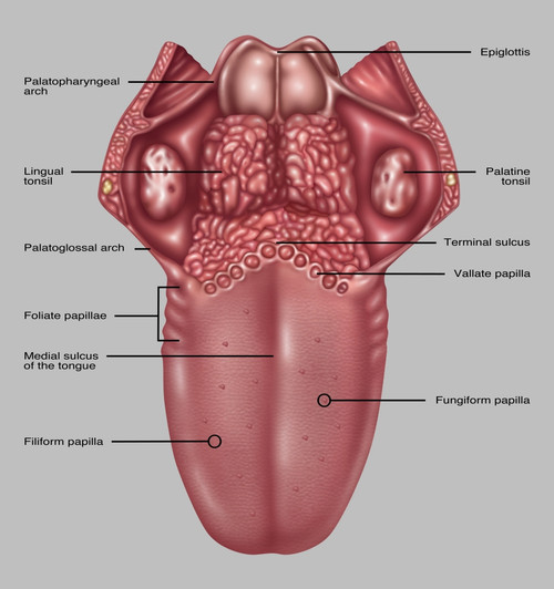 Anatomy of Human Tongue, Illustration Poster Print by Gwen Shockey/Science Source - Item # VARSCIJB6999