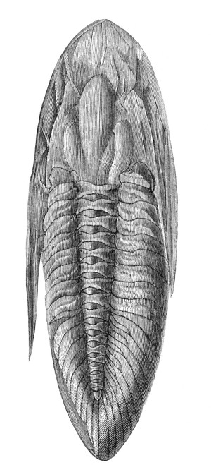 Oxygia Trilobite Poster Print by Science Source - Item # VARSCI9N3101