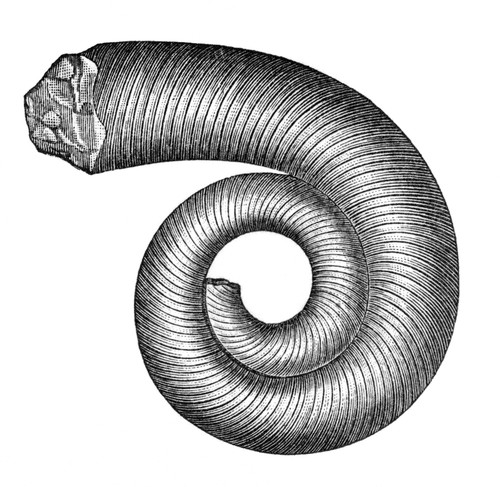 Silurian Cephalopod Poster Print by Science Source - Item # VARSCI9N3102