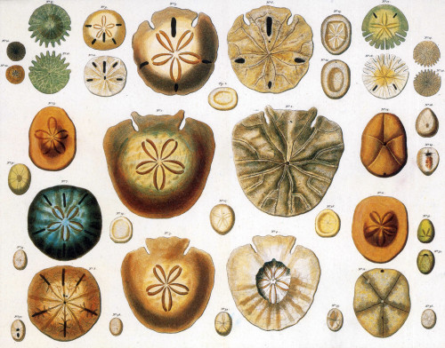 Sand Dollars and Heart Urchins Poster Print by Science Source - Item # VARSCIJC1095