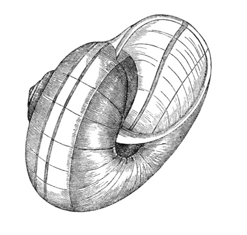 Sea Snail Poster Print by Science Source - Item # VARSCIJC1121