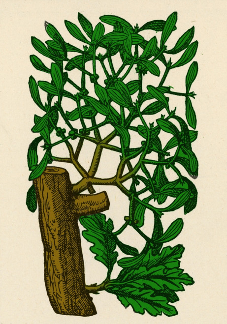 Mistletoe, Alchemy Plant Poster Print by Science Source - Item # VARSCIBQ2785