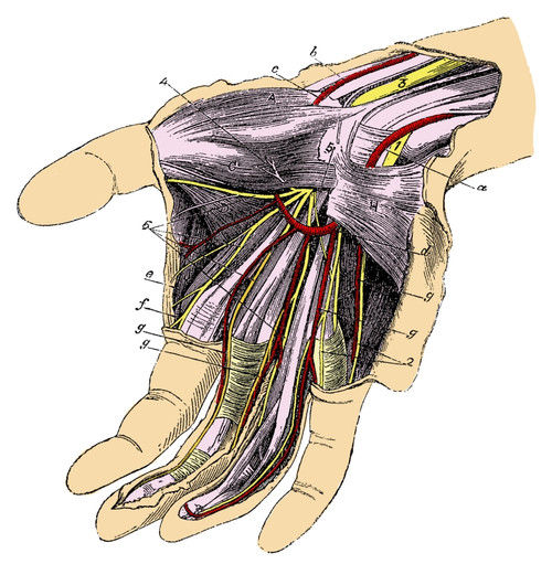 Human Palm Poster Print by Science Source - Item # VARSCIBQ2117