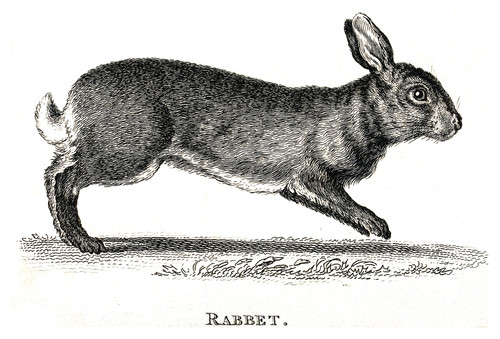 Rabbit, Historical Illustration Poster Print by Science Source