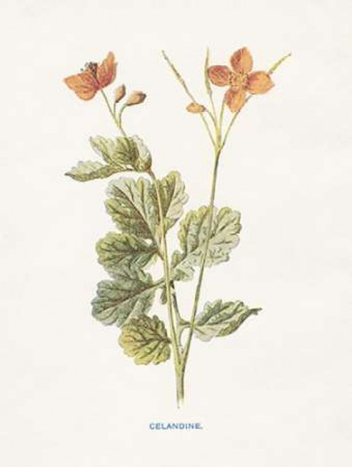 Celandine Poster Print by Gwendolyn Babbitt - Item # VARPDXBAB434