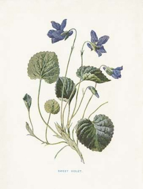 Sweet Violets Poster Print by Gwendolyn Babbitt - Item # VARPDXBAB432
