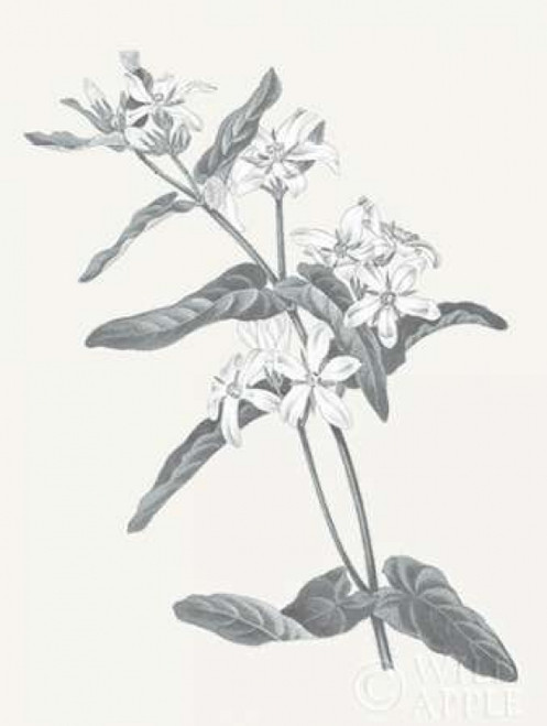 Neutral Botanical IV Poster Print by Wild Apple Portfolio - Item # VARPDX30695