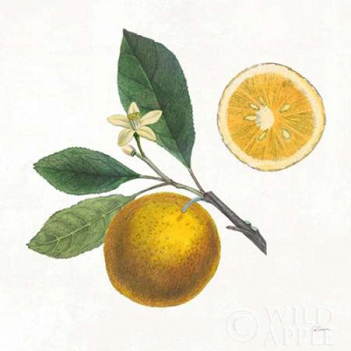 Classic Citrus II Poster Print by Sue Schlabach - Item # VARPDX32040HR