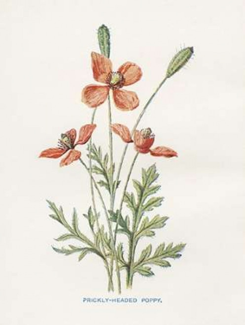 Prickly Headed Poppy Poster Print by Gwendolyn Babbitt - Item # VARPDXBAB436