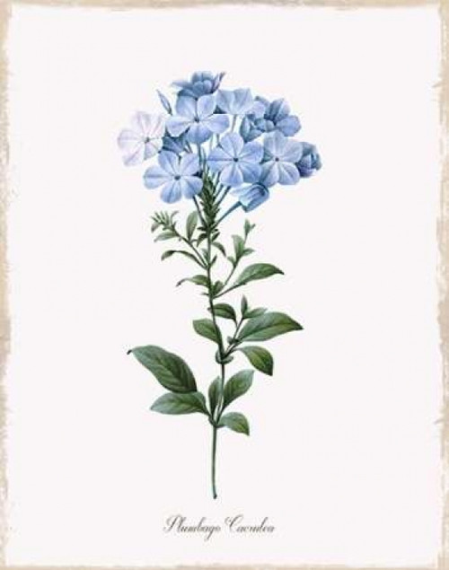 Cape Leadwort Poster Print by Kelly Donovan