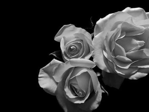LEssence de la Rose BW II Poster Print by Monika Burkhart - Item # VARPDXPSBHT407