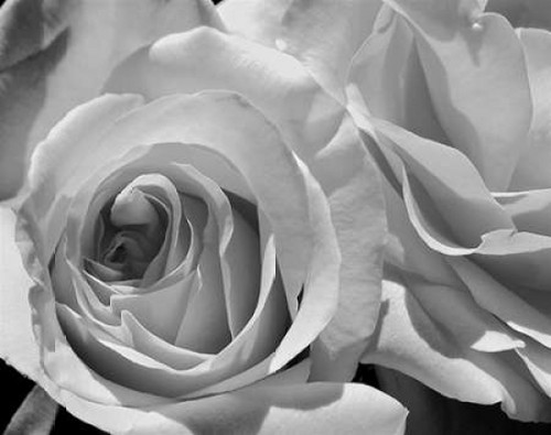 LEssence de la Rose BW III Poster Print by Monika Burkhart - Item # VARPDXPSBHT408