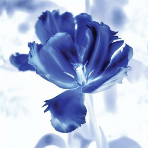 Blue Ice Tulip Poster Print by Kelly Donovan - Item # VARPDX17734