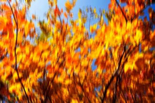 Autumn Impressions V Poster Print by Alan Hausenflock - Item # VARPDXPSHSF2186