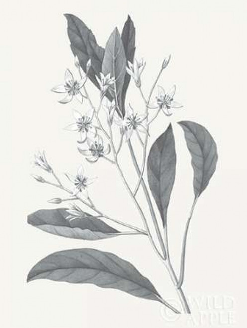 Neutral Botanical V Poster Print by Wild Apple Portfolio - Item # VARPDX30696