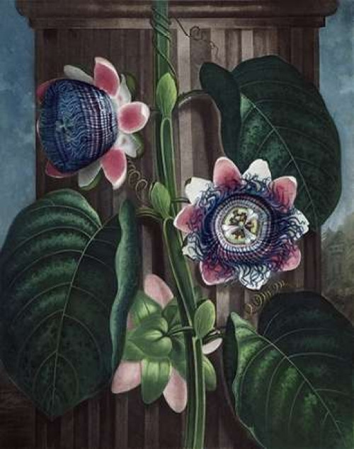 Quadrangular Passion Flower Poster Print by Dr R Thornton - Item # VARPDXDRT22