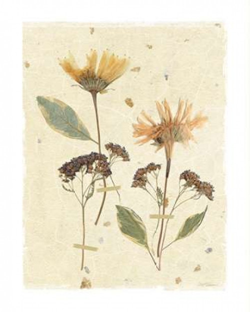 Pressed Daisies Poster Print by Carol Robinson - Item # VARPDX17912