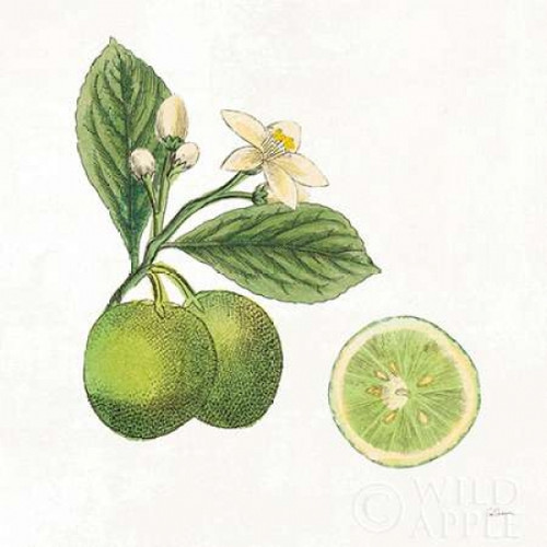 Classic Citrus III Poster Print by Sue Schlabach - Item # VARPDX32041HR