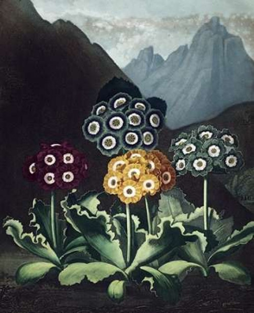Auriculas Poster Print by Dr R Thornton - Item # VARPDXDRT15
