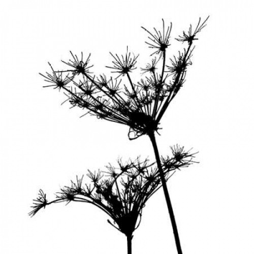 Silhouette da___esprit II Poster Print by Monika Burkhart - Item # VARPDXPSBHT377