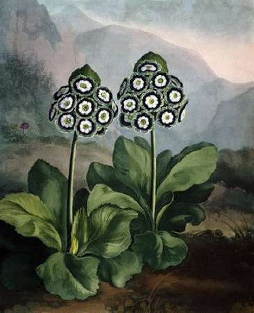 Auriculas Poster Print by Dr R Thornton - Item # VARPDXDRT16