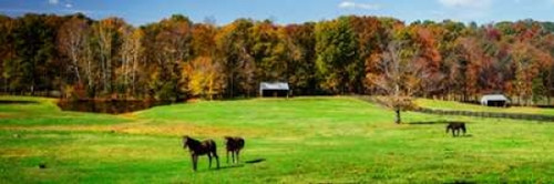Virginia Horse Farm I Poster Print by Alan Hausenflock - Item # VARPDXPSHSF2224