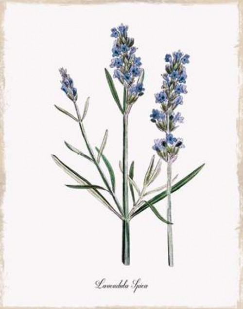 Lavender Poster Print by Kelly Donovan - Item # VARPDX17822