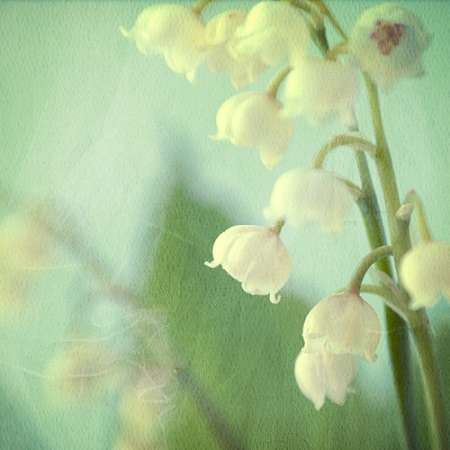 Lily of the Valley Poster Print by Judy Stalus - Item # VARPDXS1510D