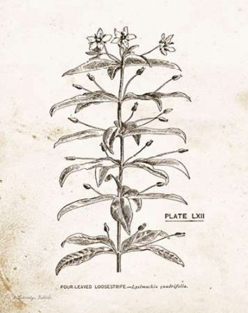 Flower Plate II Poster Print by Gwendolyn Babbitt - Item # VARPDXBAB450