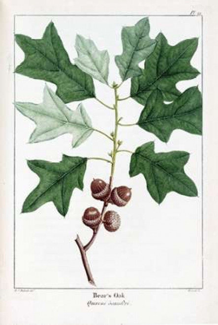 Bears Oak Poster Print by Francois A. Michaux - Item # VARPDXFAM02