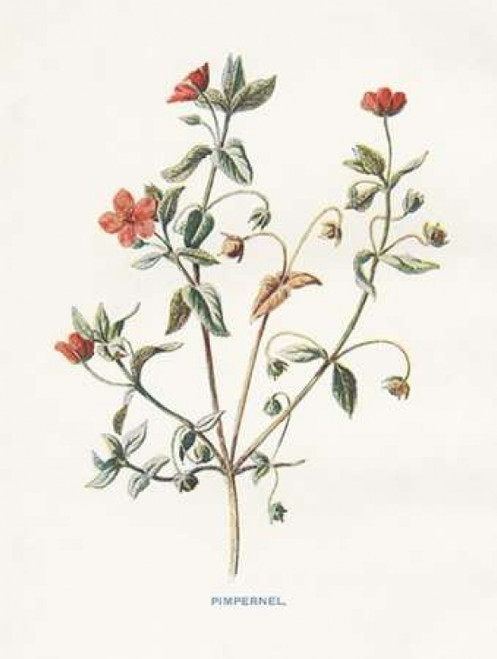 Pimpernel Poster Print by Gwendolyn Babbitt - Item # VARPDXBAB435