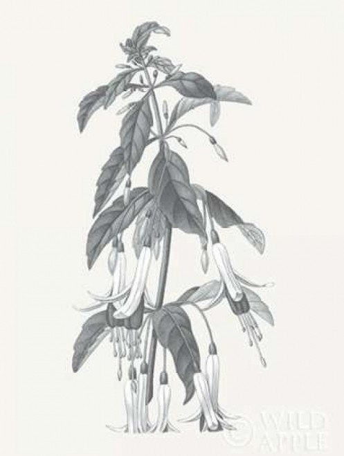 Neutral Botanical I Poster Print by Wild Apple Portfolio - Item # VARPDX30692