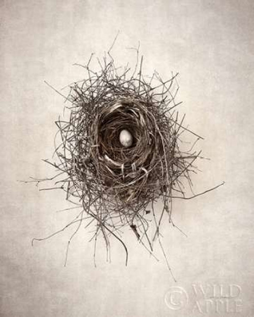 Nest I Poster Print by Debra Van Swearingen - Item # VARPDX31498HR