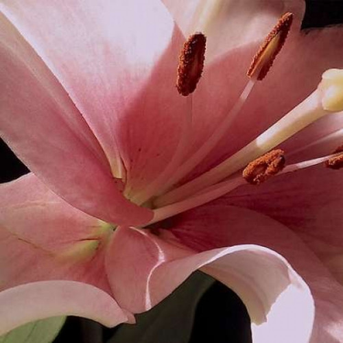 Pink Translucence II Poster Print by Monika Burkhart - Item # VARPDXPSBHT380