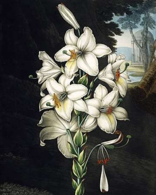 White Lily Poster Print by Dr R Thornton - Item # VARPDXDRT23