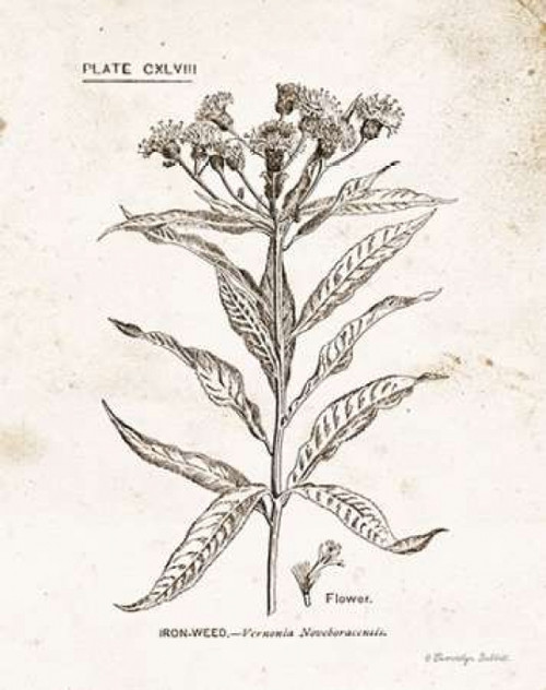 Flower Plate III Poster Print by Gwendolyn Babbitt - Item # VARPDXBAB451