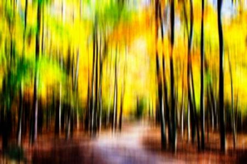 Autumn Impressions IV Poster Print by Alan Hausenflock - Item # VARPDXPSHSF2185