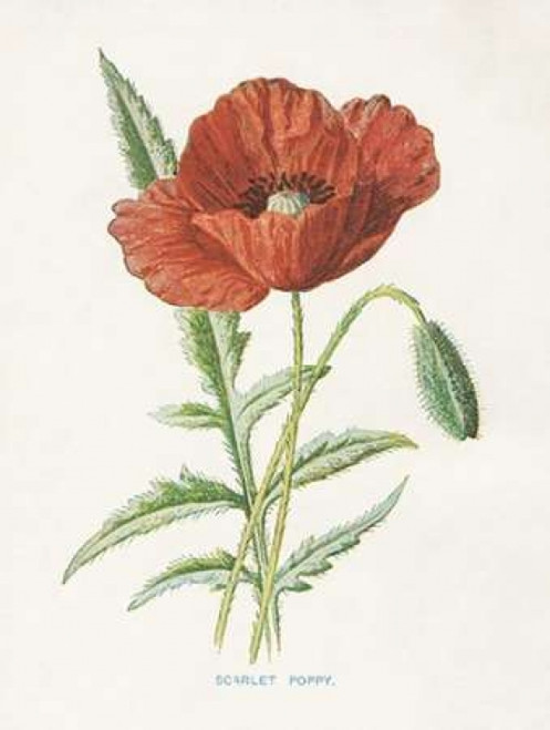 Scarlet Poppy Poster Print by Gwendolyn Babbitt - Item # VARPDXBAB437