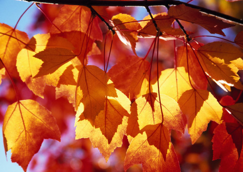 Autumn Leaves PosterPrint - Item # VARDPI1788374