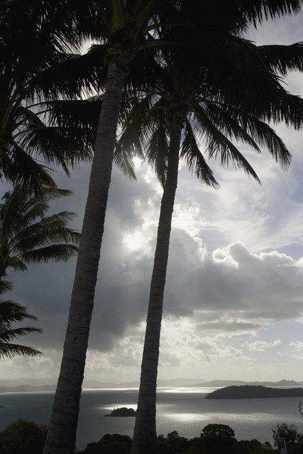 Palm Trees Silhouetted Against Dark Cloudy Sky PosterPrint - Item # VARDPI1879802