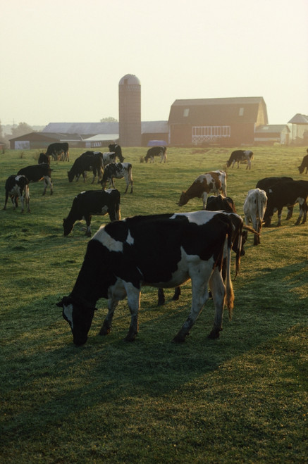 Dairy Cattle Grazing PosterPrint - Item # VARDPI1787627