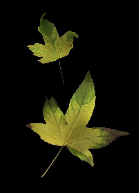 Two Autumn Leaves PosterPrint - Item # VARDPI1829440