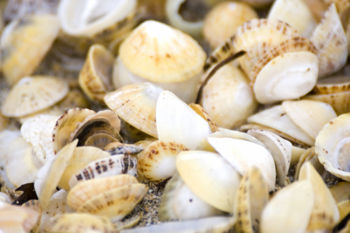 Seashells PosterPrint - Item # VARDPI1834908