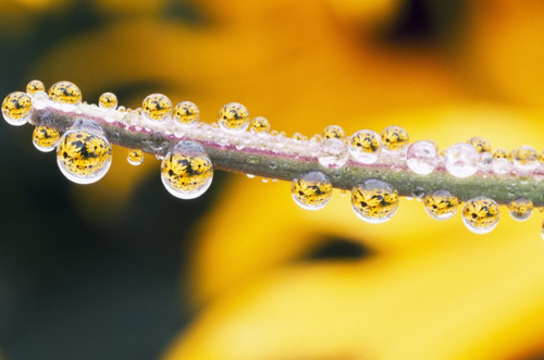 Yellow Flowers Reflected In Dew Drops PosterPrint - Item # VARDPI1788320