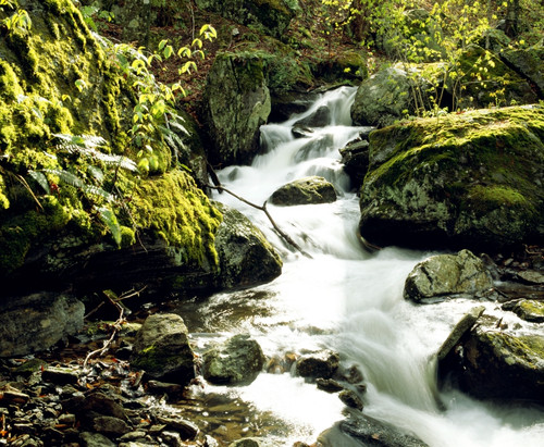 River With Rocks In The Forest PosterPrint - Item # VARDPI1803925