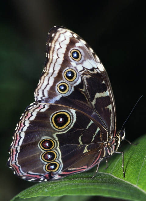 Blue Morpho Butterfly PosterPrint - Item # VARDPI1788928