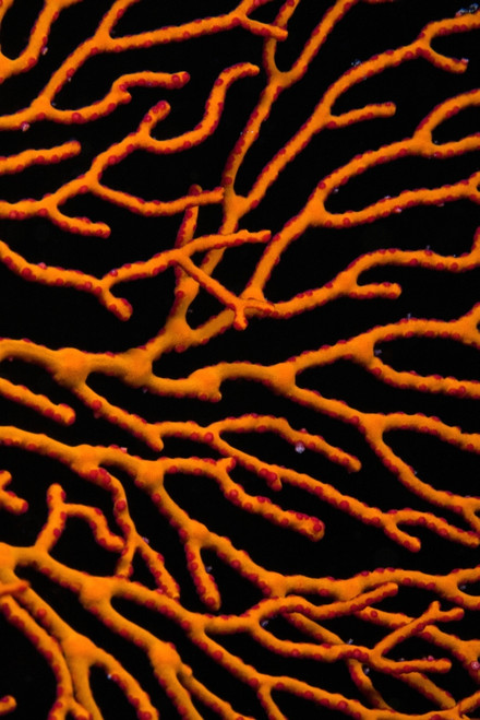Bright Orange Coral PosterPrint - Item # VARDPI1850962